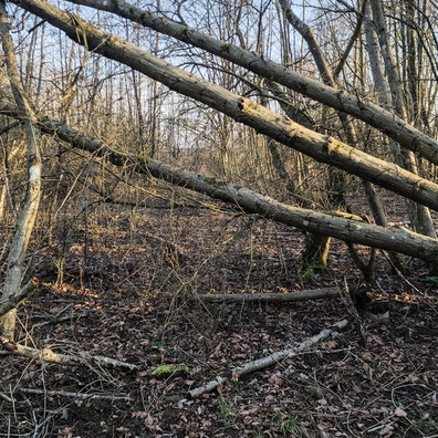 Damaged hiking route near Senningen