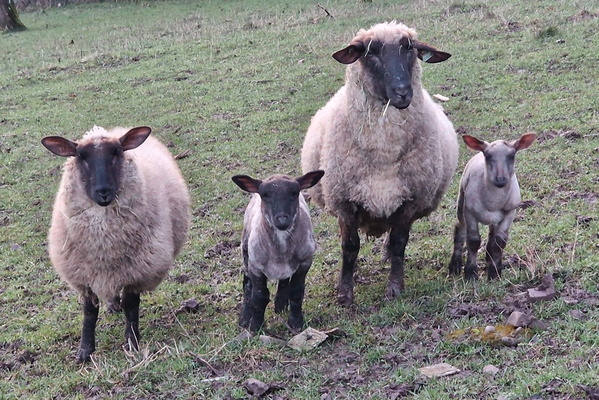 Sheep family