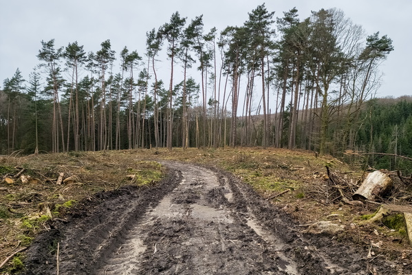 Deforestation in Mullerthal