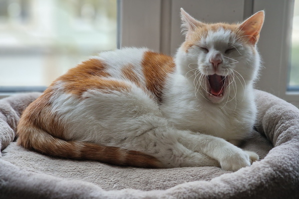 Yawning Timmy