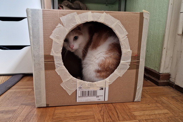 Timmy in a box