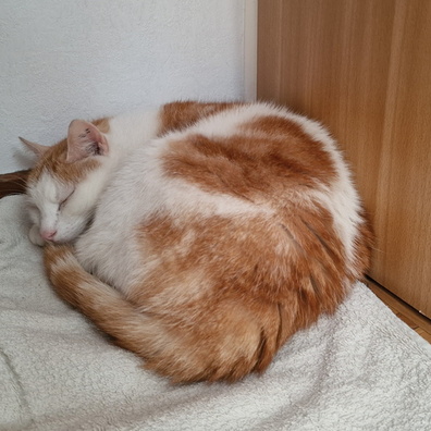 Timmy sleeping on a towel