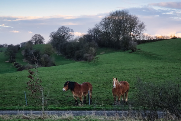 Horses