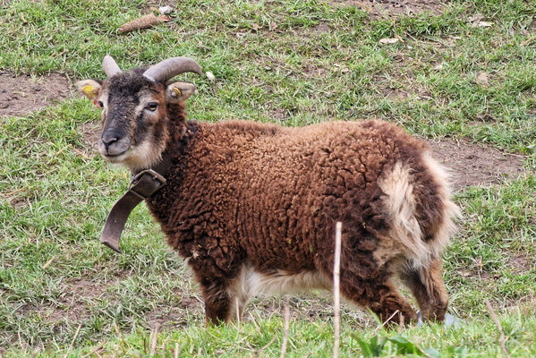 Goat in Cruchten