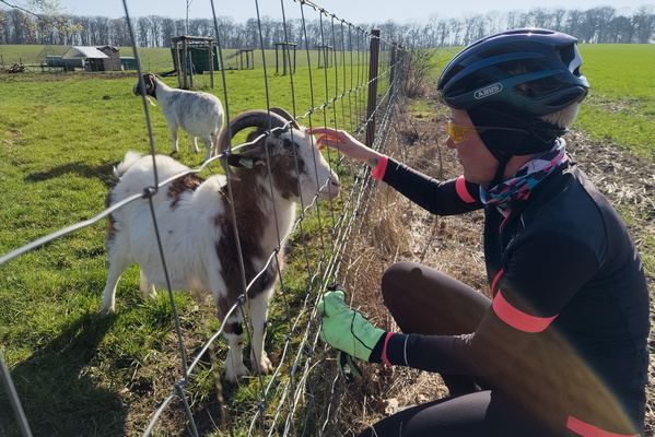 Goat scratching