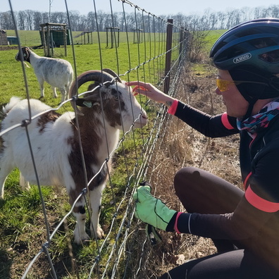 Goat scratching