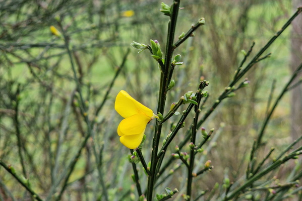 Blooming Scotch broom