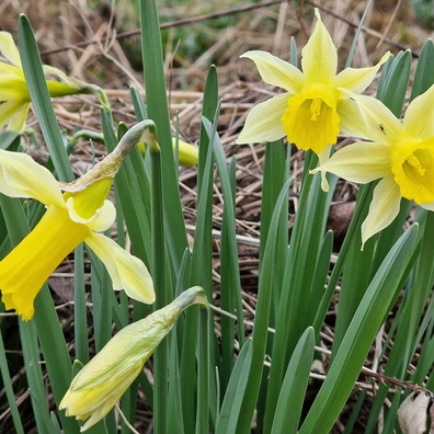 Daffodil