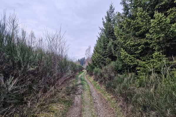 Track near Bonnerue