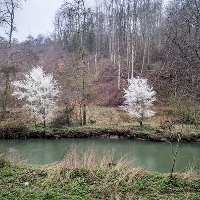 Blooming trees in Alzette valley