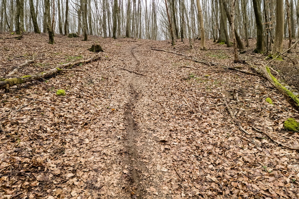 Steep path in Grünewald