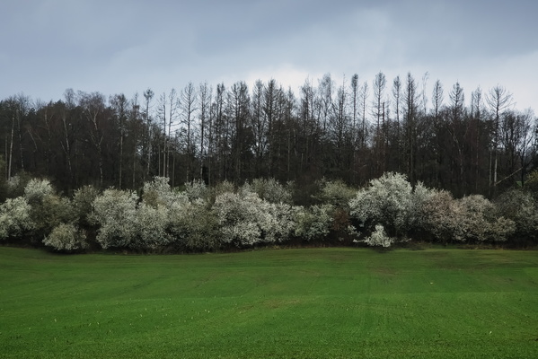 Blooming trees near Findel