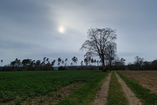 Track near Buschrodt