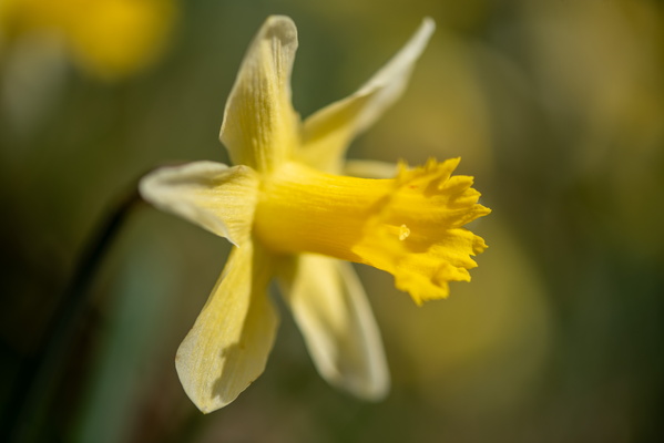 Daffoldil