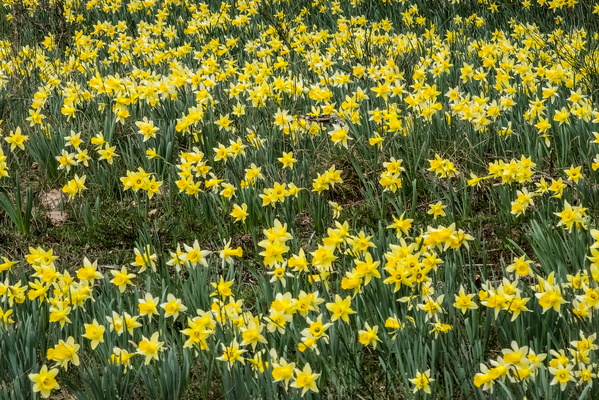 Daffodils