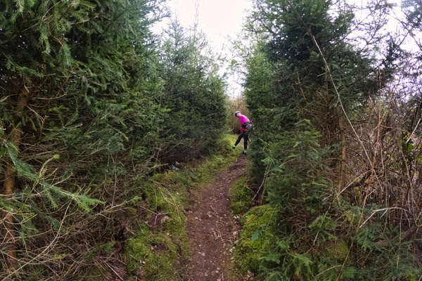 Forest path near Lellingen