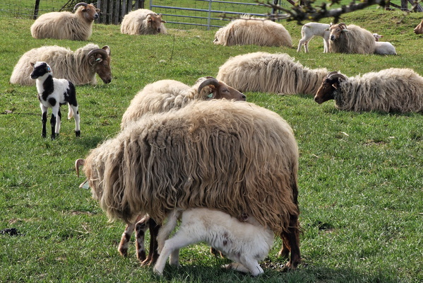 Sheep