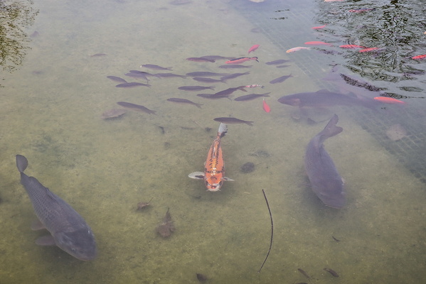 Fishes in Strassen