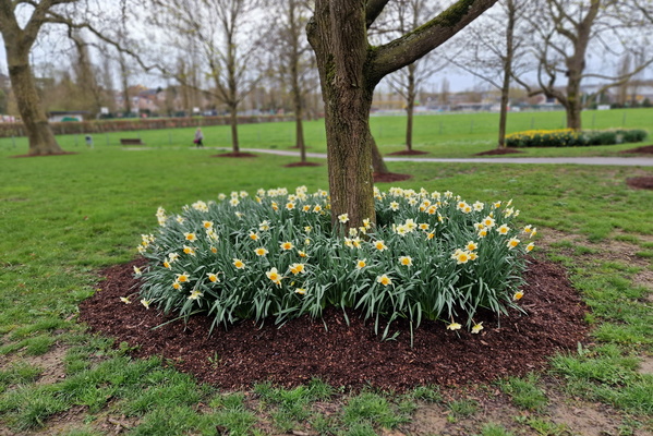Daffoldils in Mamer park