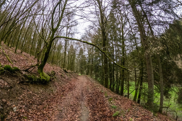 Forest track between Nothomb and Perlé
