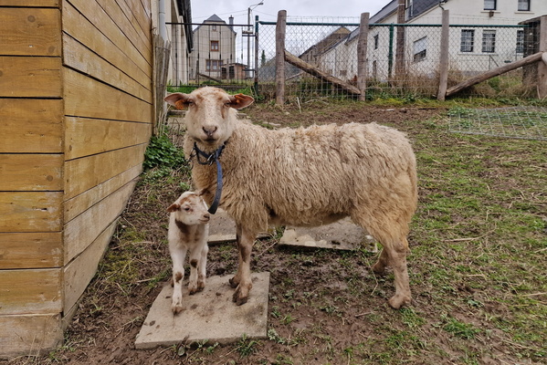 Sheep