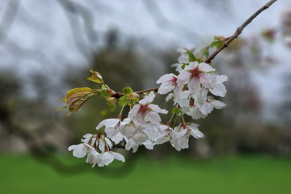 Blooming tree