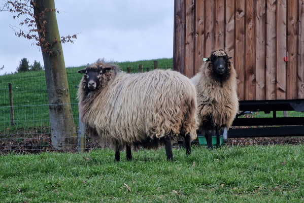 Sheep