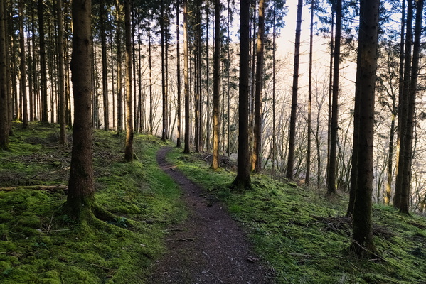 Trail near Baschleiden