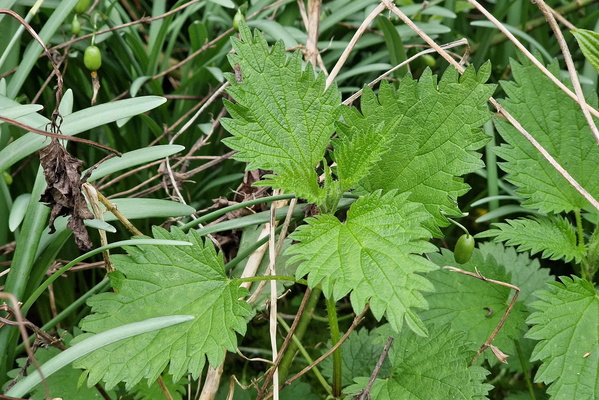 Nettle!!