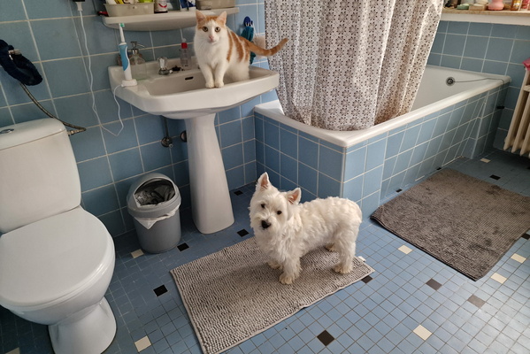 Two pets in the bathroom