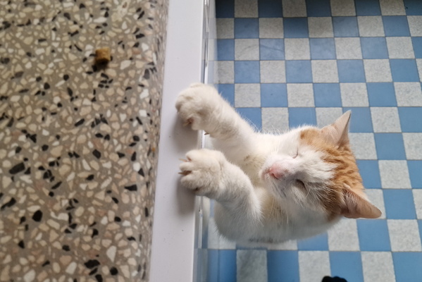 Treat catch, part 1