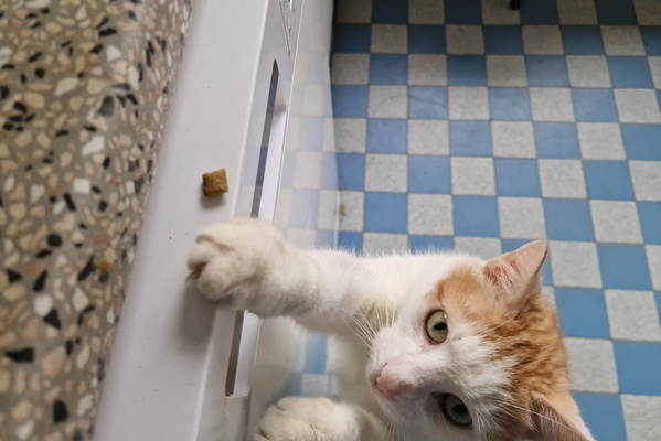 Treat catch, part 2