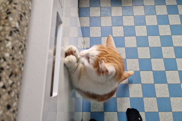 Treat catch, part 3