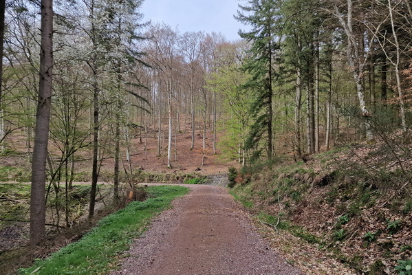 Forest track near Lorscheid