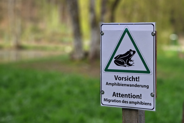 Amphibian migration warning sign