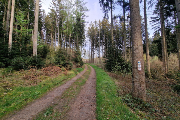 Forest track near Bissen