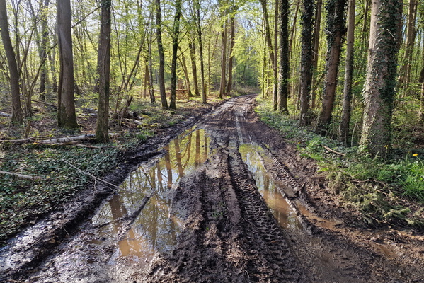 Dirty forest track near Bissen