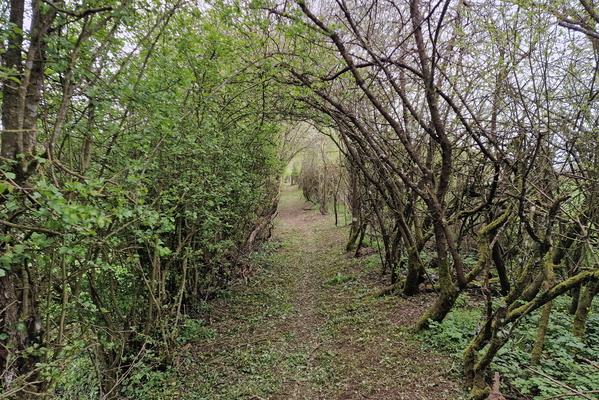 Tree tunnel near Folschette