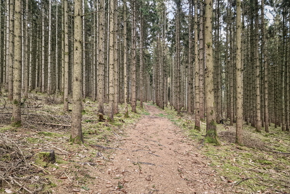 Forest track near Wahl