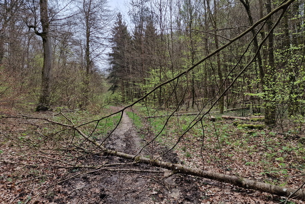 Trees on the way