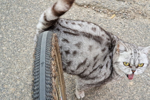 Cat near Berghaff
