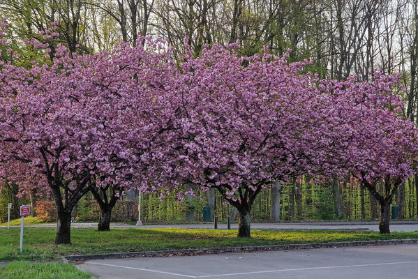 Blooming trees