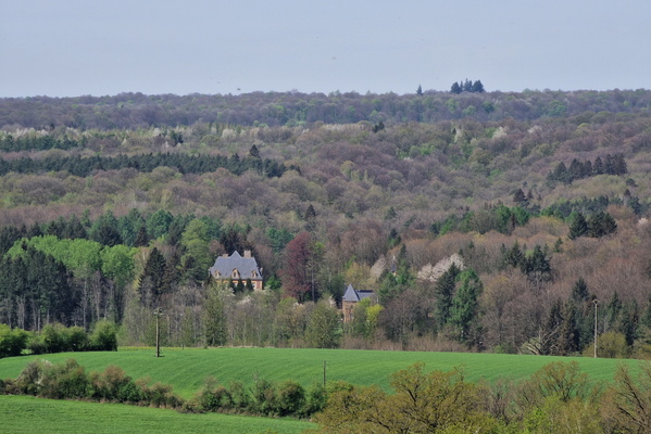 House and forest