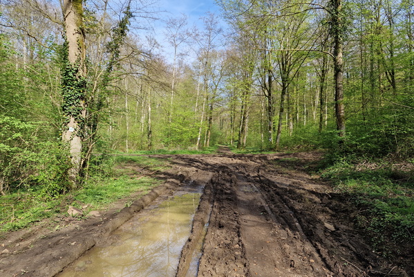 Dirty forest track near Harnoncourt