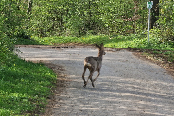 Scared deer