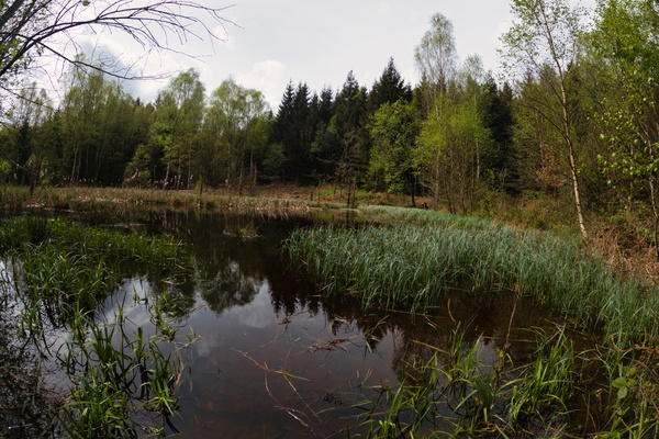 Water in Grünewald