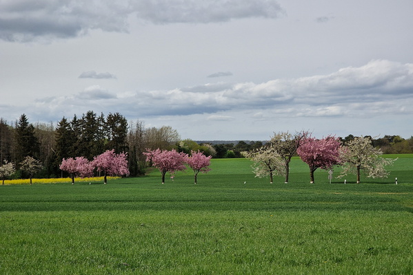 Blooming trees