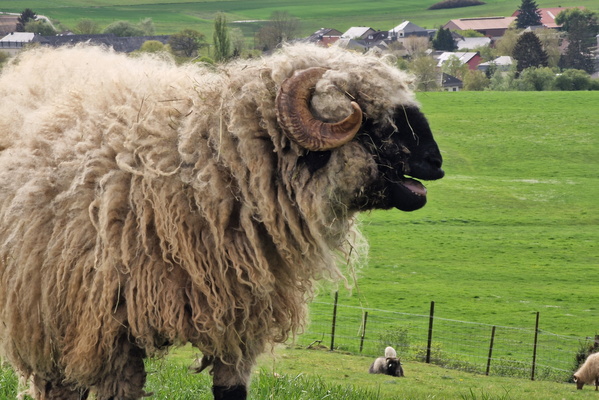 Sheep
