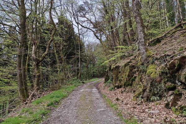 Forest track near Roodt