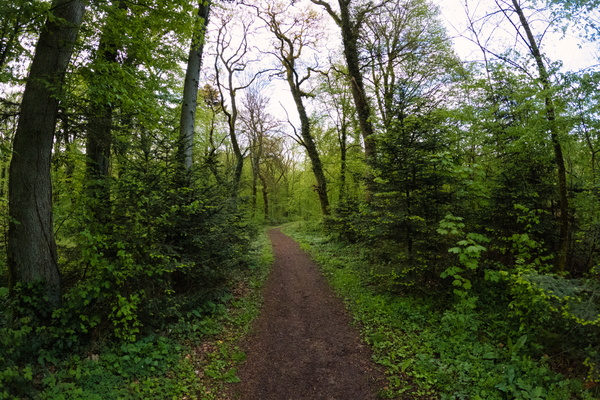 Forest path near Bertrange